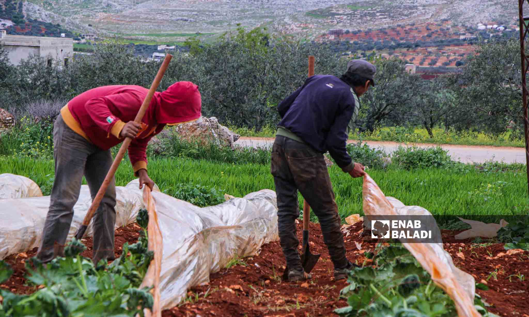 مزارعون يصلحون الأنفاق الزراعية البلاستيكية التي تضررت بسبب الرياح في قرية مورين بريف إدلب - 30 من آذار 2023 (إياد عبد الجواد/عنب بلدي)