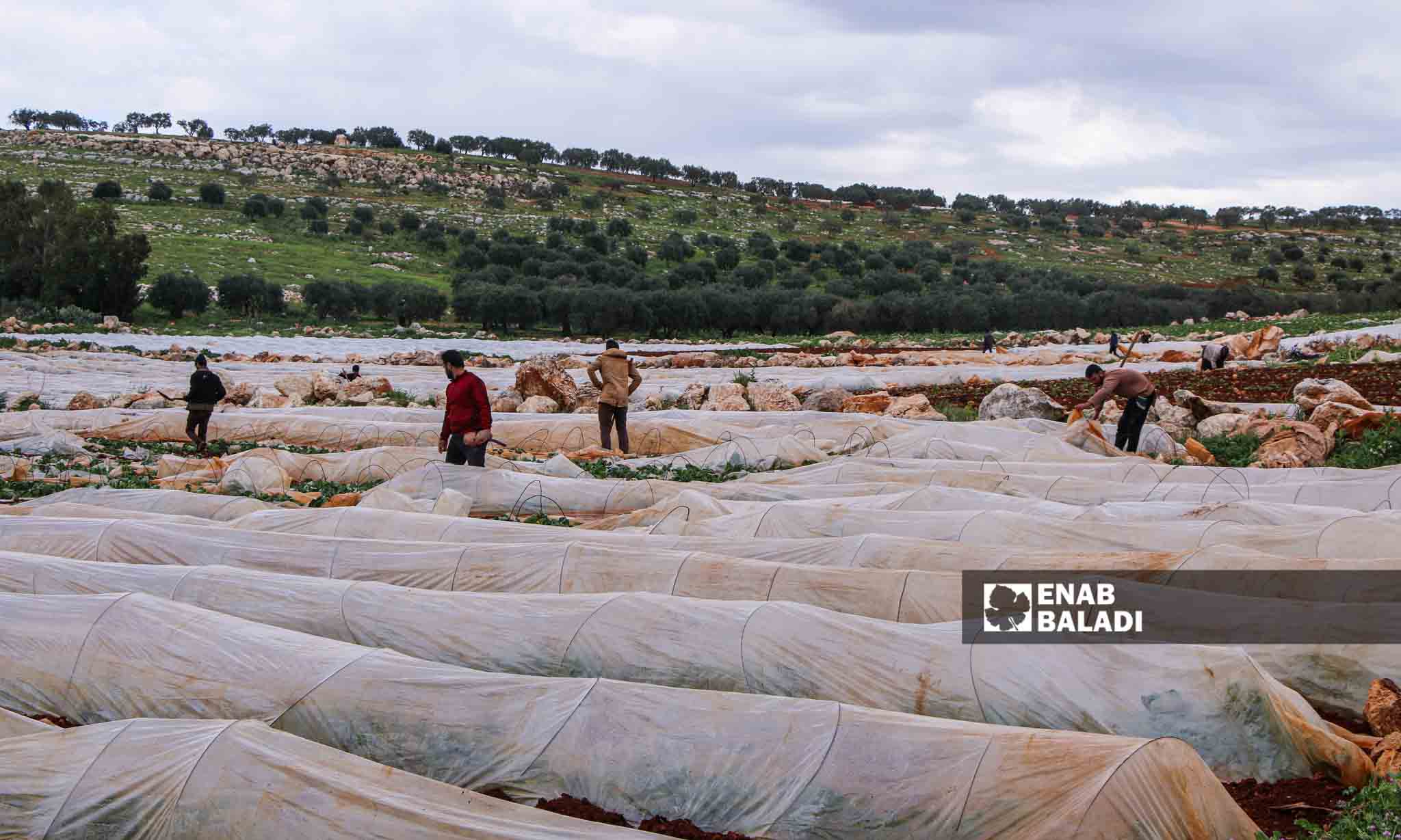 مزارعون يصلحون الأنفاق الزراعية البلاستيكية التي تضررت بسبب الرياح في قرية مورين بريف إدلب - 30 من آذار 2023 (إياد عبد الجواد/عنب بلدي)