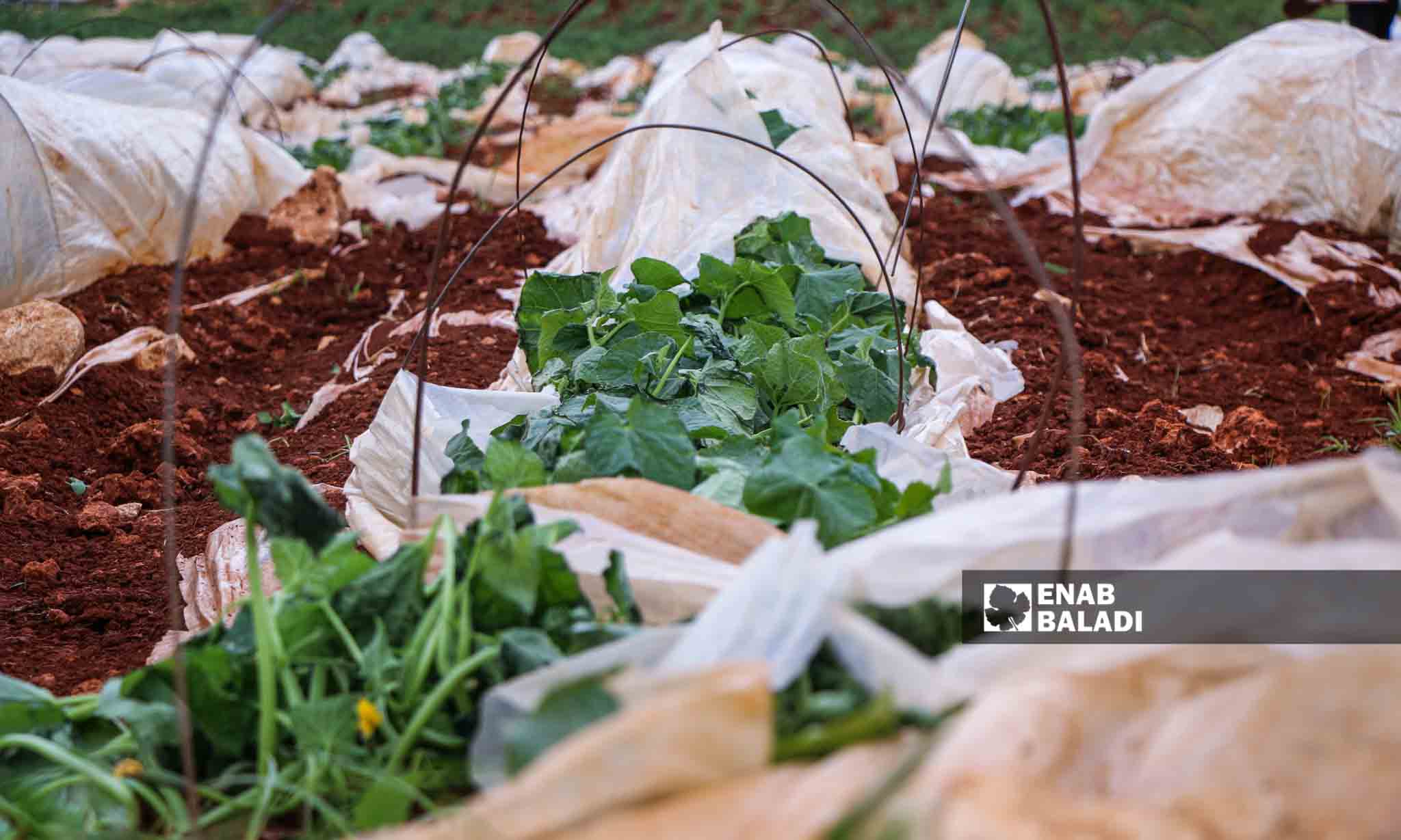  رياح تسبب ضررًا في الأنفاق الزراعية البلاستيكية في قرية مورين بريف إدلب - 30 من آذار 2023 (إياد عبد الجواد/عنب بلدي) 
