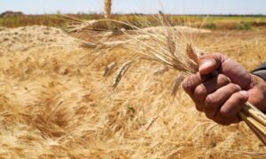مزارع يحمل سنبلات من القمح في سوريا- (رويترز)