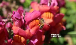 نحلة تمتص الرحيق من زهرة في ريف إدلب الشمالي- نيسان 2023 (عنب بلدي)