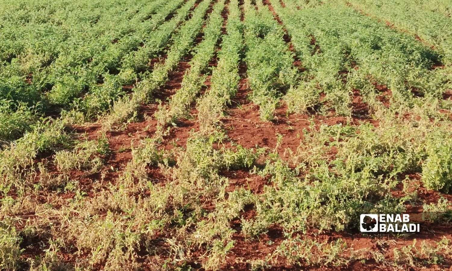 أرض زراعية مزروعة حمّص طالتها أضرار الهطولات المطرية المتأخرة بريف إدلب الشرقي- 3 من نيسان 2023 (عنب بلدي)