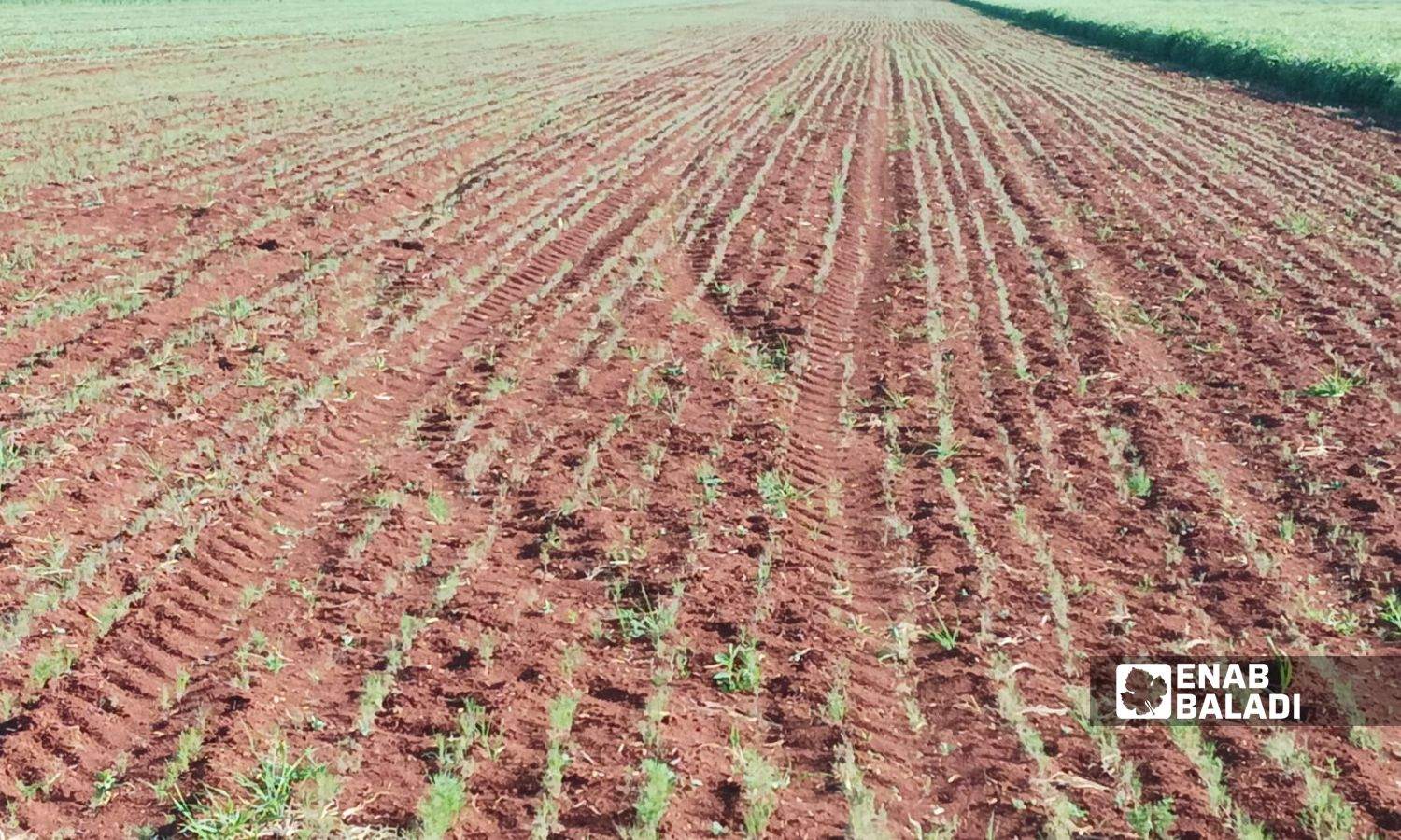 أرض زراعية مزروعة كمون طالتها أضرار الهطولات المطرية المتأخرة بريف إدلب الشرقي- 3 من نيسان 2023 (عنب بلدي)
