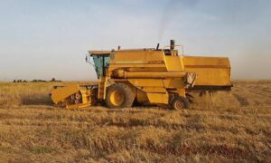 حصاد القمح في رأس العين في محافظة الرقة- 2021 (المجلس المحلي)