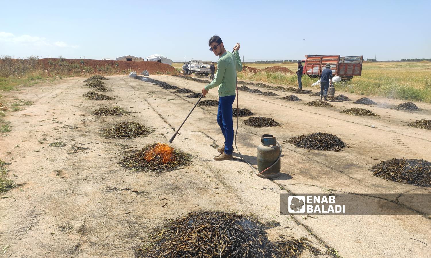 عمال يحرقون محصول القمح قبل نضجه لتحضير مادة "الفريكة" في ريف إدلب الشرقي- 14 من أيار 2023 (عنب بلدي)