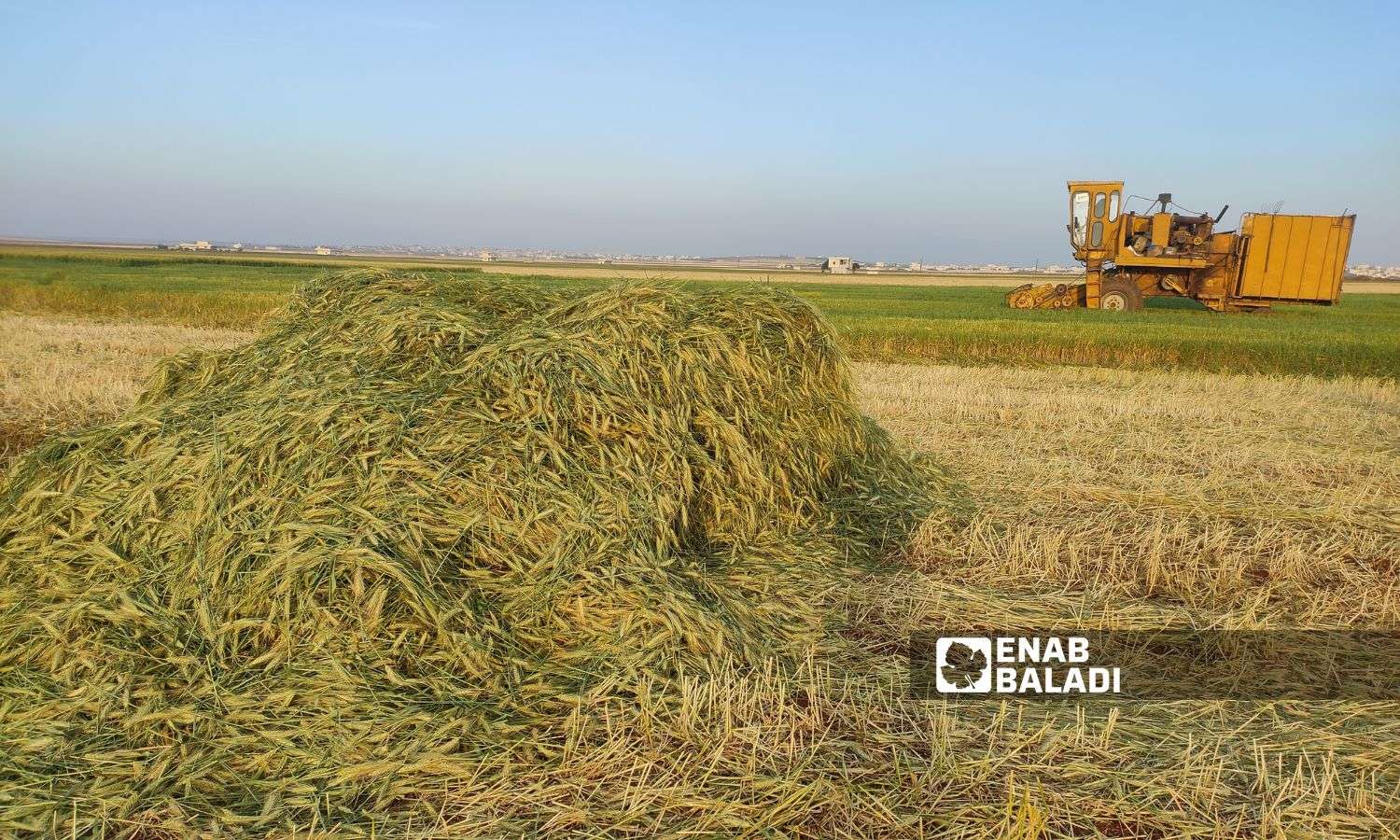 محصول القمح قبل نضجه لتحضير مادة "الفريكة" في ريف إدلب الشرقي- 14 من أيار 2023 (عنب بلدي)