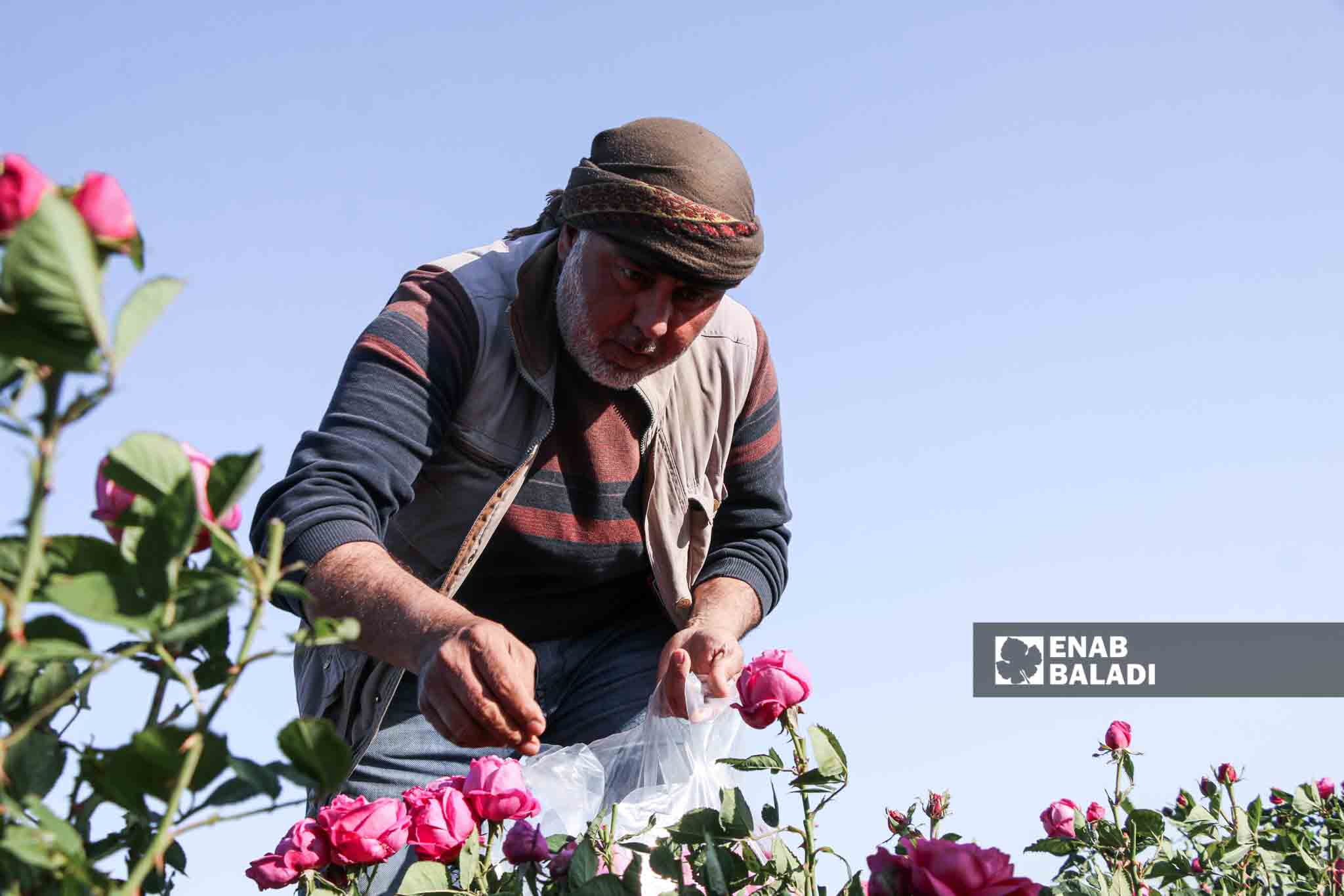 يعمل المزارع خالد مصطفى في مجال الورد منذ ثلاث سنوات في بلدة كللي بريف إدلب
