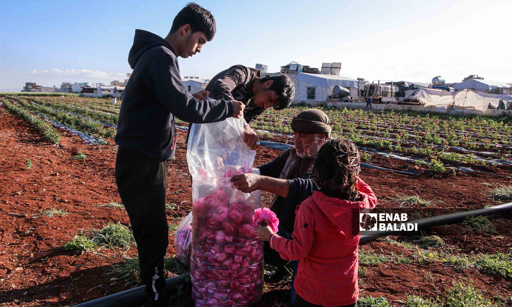 زراعة الورد تنتشر مؤخرًا في الشمال السوري وتدر أرباحًا مادية على المزارعين 