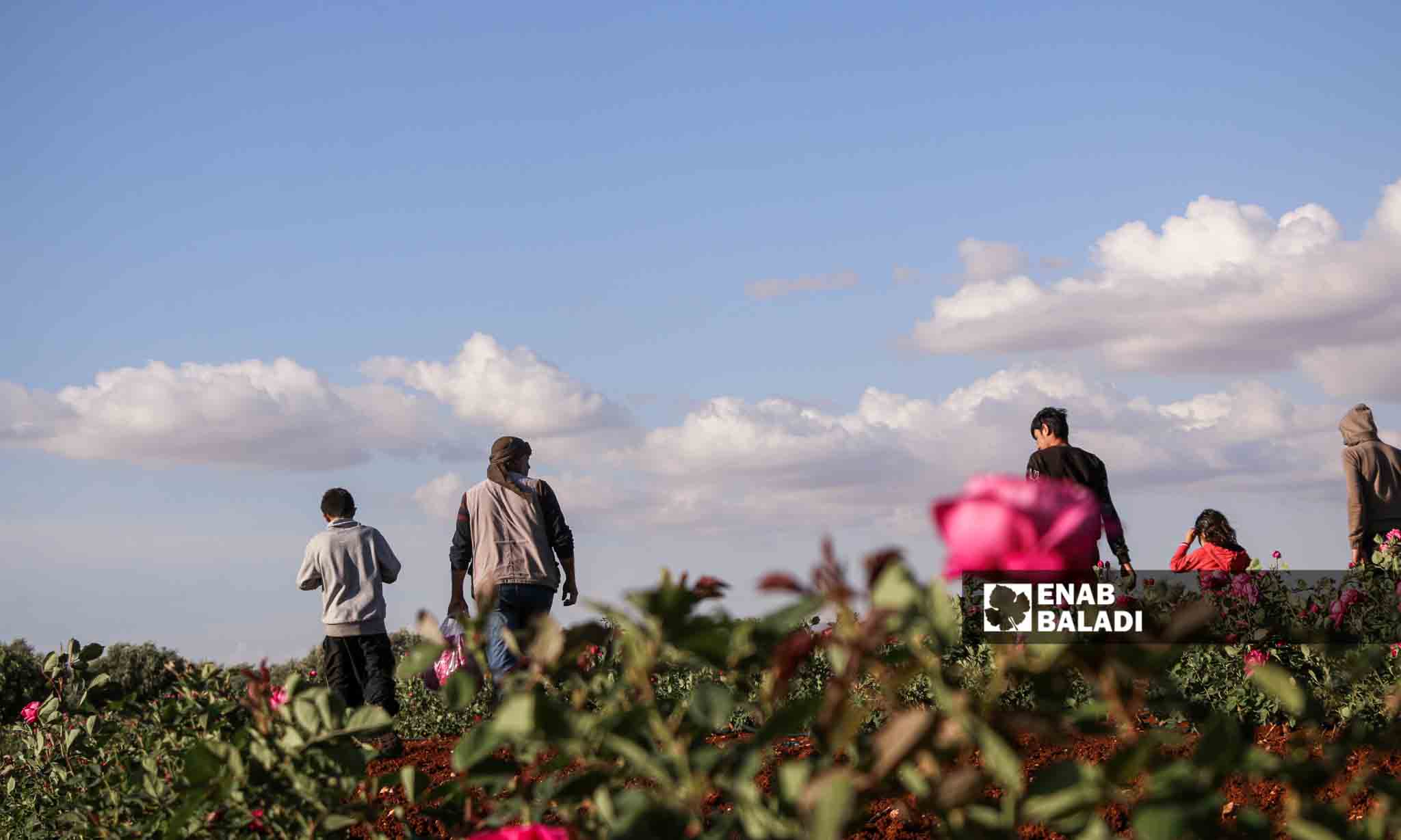 حرارة الجو ونوعية التربية في الشمال السوري مناسبَان لزراعة الورد الجوري
