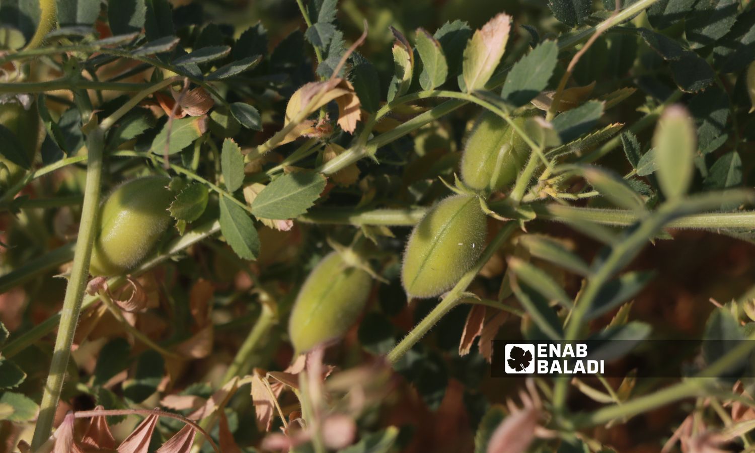 حبات الحمّص الأخضر ضمن أرض زراعية في مدينة بنش شرقي إدلب-25 من أيار 2023 (عنب بلدي/ أنس الخولي)