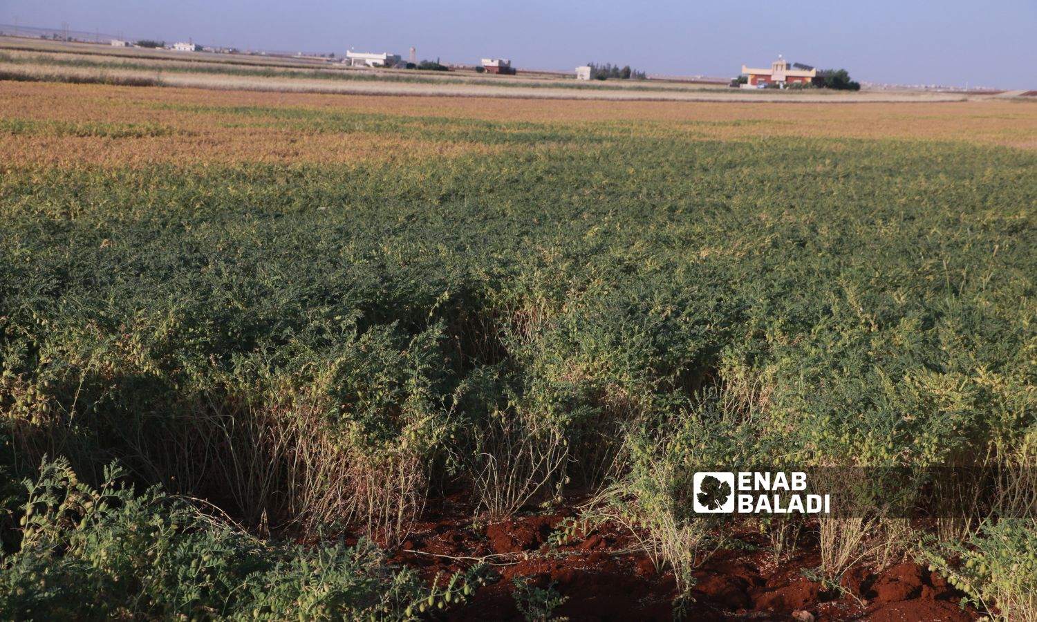 أرض مزروعة بالحمّص الأخضر في مدينة بنش شرقي إدلب-25 من أيار 2023 (عنب بلدي/ أنس الخولي)