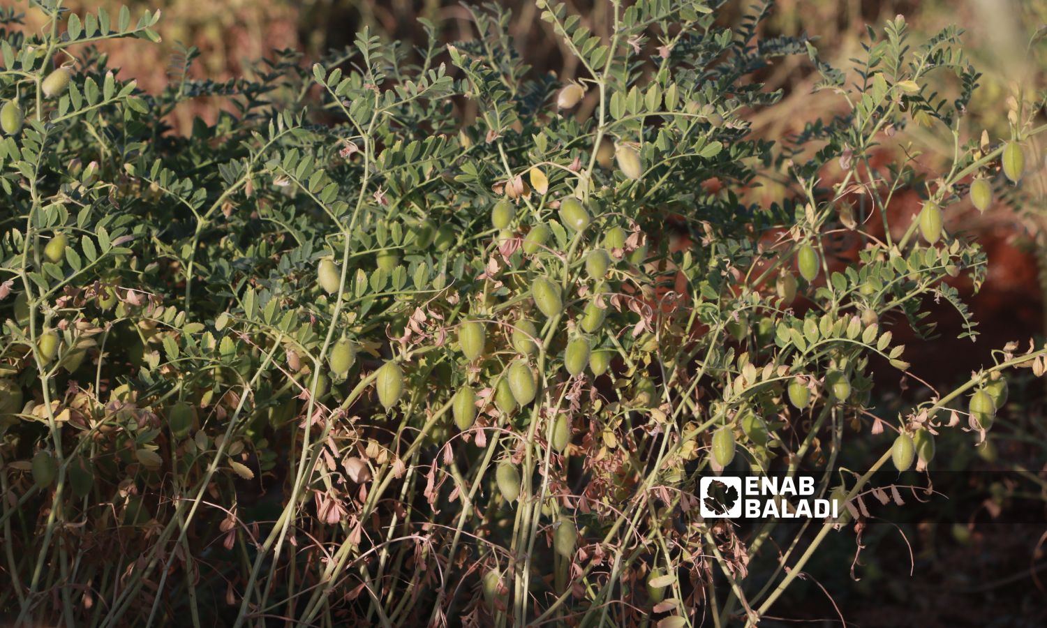 حبات الحمّص الأخضر ضمن أرض زراعية في مدينة بنش شرقي إدلب-25 من أيار 2023 (عنب بلدي/ أنس الخولي)