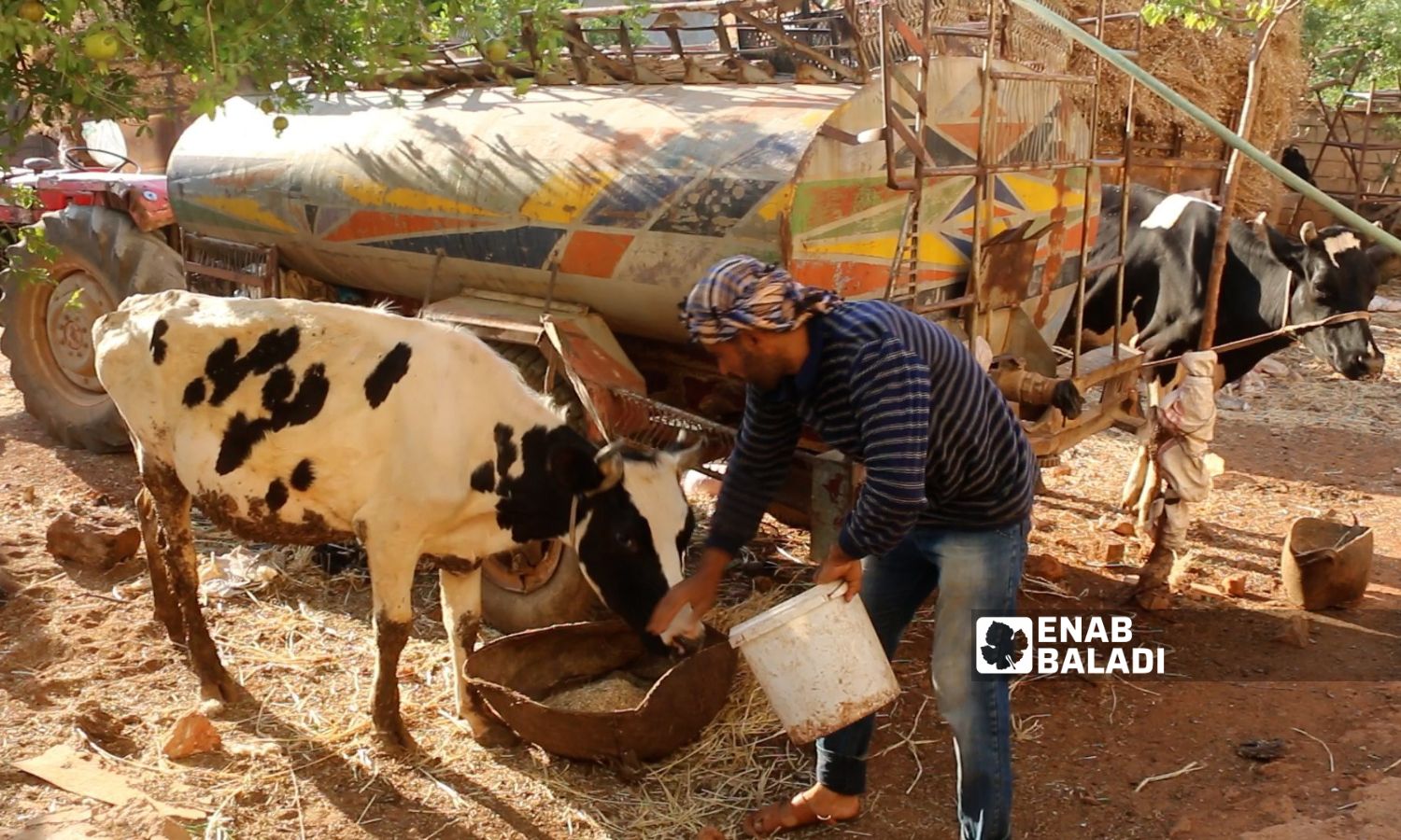 مربي أبقار يضع العلف لتغذية الأبقار في حظيرة بريف إدلب الشمالي- 26 من حزيران 2022 (عنب بلدي/ إياد عبد الجواد)