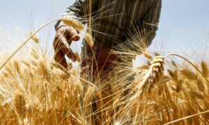 مزارع يحصد الحنطة في حقل بريف الكسوة جنوبي دمشق- حزيران 2020 (فرانس برس)
