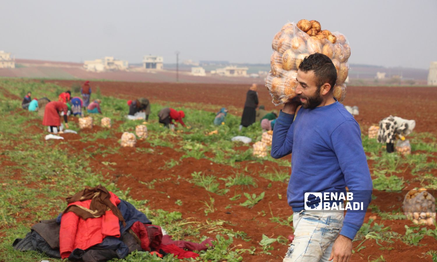 مزارع يحمل بطاطا في أرض زراعية ببلدة زردنا شمالي إدلب- 25 كانون الأول 2022 (عنب بلدي إياد عبد الجواد)