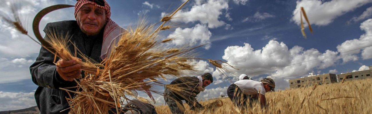 مزارع يحصد القمح في حقل في دير خبية بريف دمشق - 17 من حزيران 2021 (رويترز)
