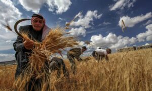 مزارع يحصد القمح في حقل في دير خبية بريف دمشق - 17 من حزيران 2021 (رويترز)

