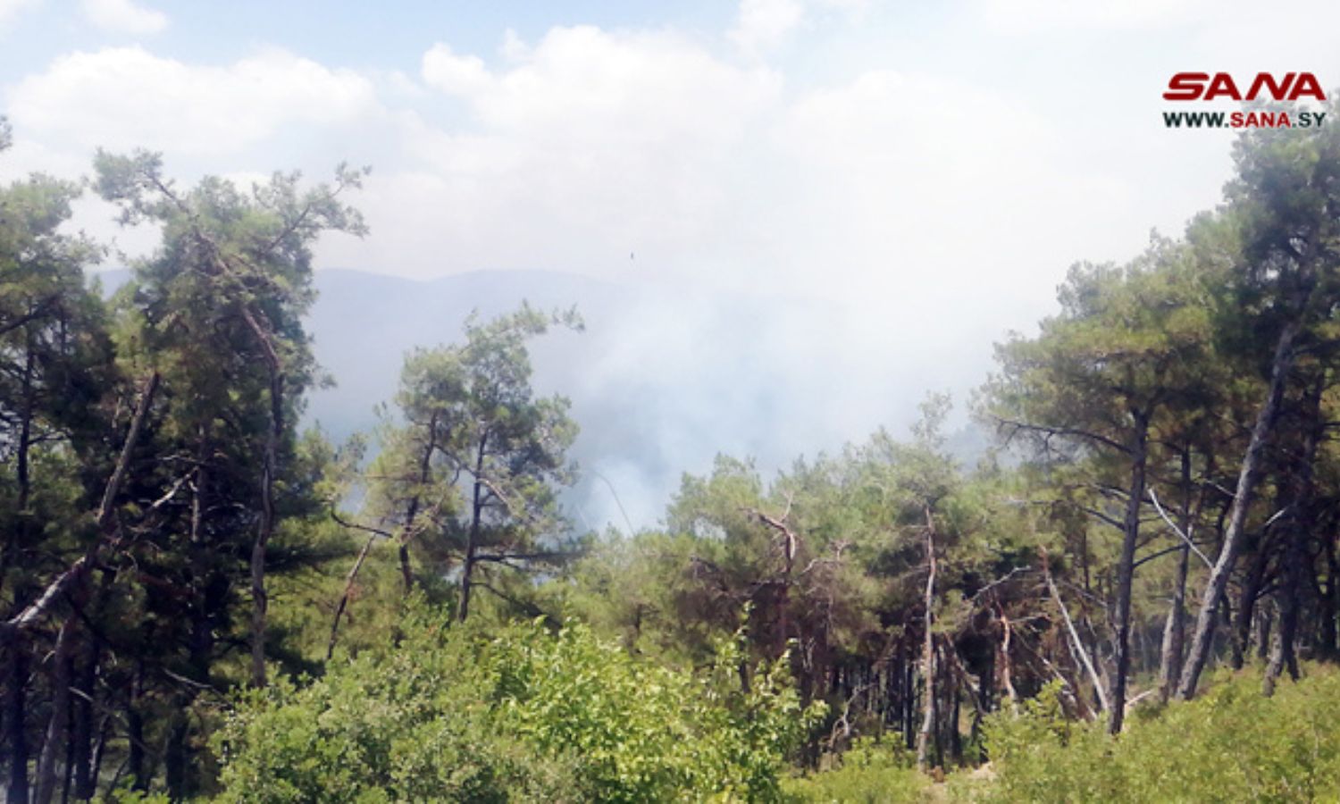 الحرائق متواصلة في ريف اللاذقية لليوم الخامس- 29 من تموز 2023 (سانا)