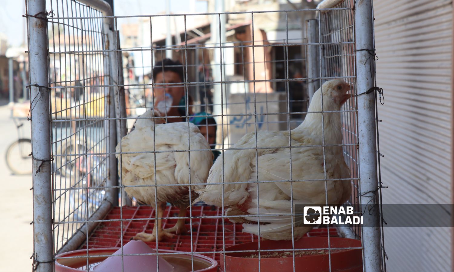 يصل سعر الكيلو من الدجاج الحي إلى 60 ليرة تركية في رأس العين شمال شرقي سوريا- 19 من تموز 2023 (عنب بلدي/ حسين شعبو)