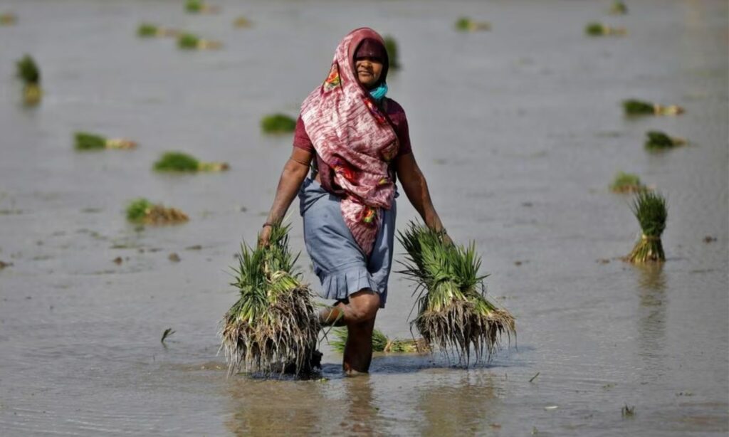 مزارعة تحمل شتلات الأرز في حقلها على مشارف مدينة أحمد أباد بغرب الهند -01 شباط 2023-(رويترز)
