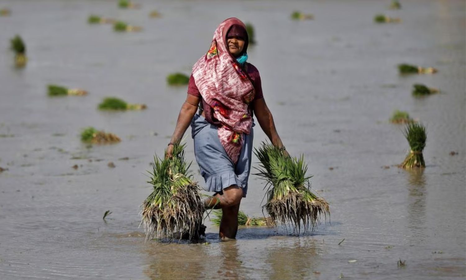 مزارعة تحمل شتلات الأرز في حقلها على مشارف مدينة أحمد أباد بغرب الهند -01 شباط 2023-(رويترز)