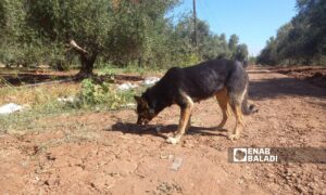 تهدد الكلاب الضالة المواشي في ريف درعا الغربي 3 آب 2023 (حليم محمد  عنب بلدي)
