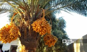 شجرة نخيل في بلدة الصبحة شرقي دير الزور- 26 من أيلول 2023 (عنب بلدي/ عبادة الشيخ)