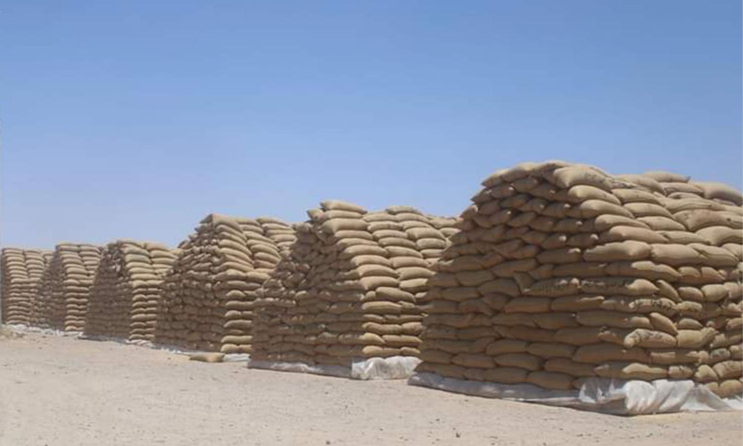 أكداس من القمح في صوامع الـ7 كيلو في دير الزور - 03.07.2023 (نورث برس)