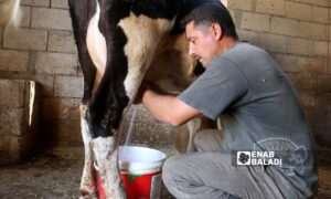 مربي أبقار في حظيرة بريف إدلب الشمالي- 26 من حزيران 2022 (عنب بلدي/ إياد عبد الجواد)
