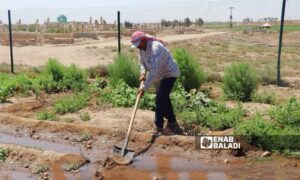 لا تتجاوز أجرة العمل في الزراعة دولارين أمريكيين في مدينة رأس العين شمال غربي الحسكة- 28 من أيلول 2023 (عنب بلدي/ حسين شعبو)