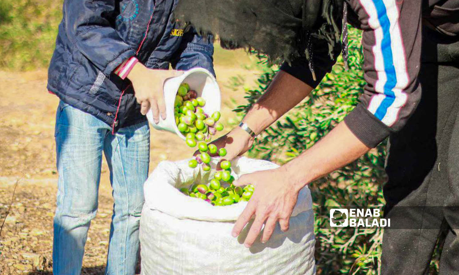مزارع يقطف ثمار الزيتون في درعا البلد- 22 تشرين الأول 2023 (عنب بلدي - سارة الأحمد)