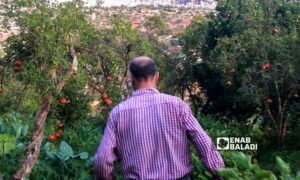 خنازير برية تضر بالمزروعات في دركوش غربي إدلب - تشرين الأول 2023 (عنب بلدي/ أنس الخولي)
