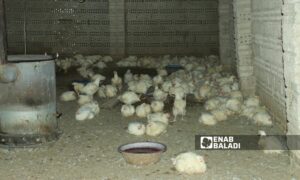 مدجنة لتربية الدواجن والطيور في مدينة القامشلي - 28 من تشرين الثاني 2023 (عنب بلدي/ ريتا الأحمد)