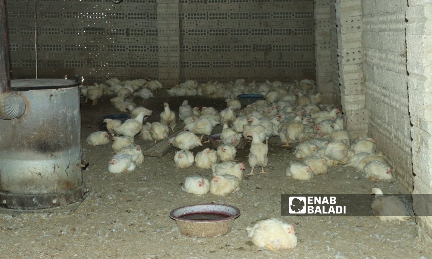 مدجنة لتربية الدواجن والطيور في مدينة القامشلي - 28 من تشرين الثاني 2023 (عنب بلدي/ ريتا الأحمد)