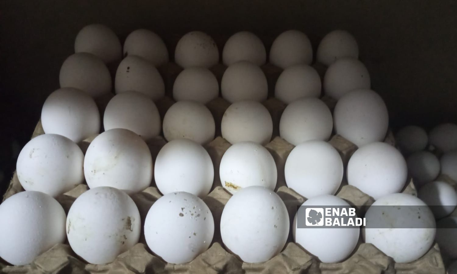 يبلغ سعر طبق البيض (30 بيضة) 87 ليرة تركية في إدلب - 28 من تشرين الثاني 2023 (عنب بلدي/ شمس الدين مطعون)