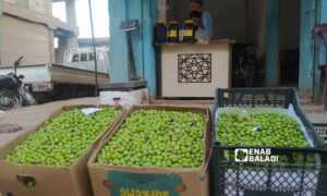 محصول زيتون من سوق مدينة سرمين شرقي إدلب في 21 من تشرين الأول 2023 (عنب بلدي/ شمس الدين مطعون)
