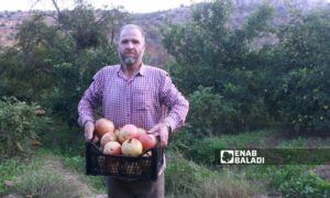 سعر الرمان منخفض لا يرضي مزارعي إدلب - تشرين الثاني 2023 (عنب بلدي)