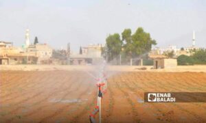 سقاية أرض مزروعة بالفول في رأس العين شمال غربي سوريا - تشرين الثاني 2023 (عنب بلدي)
