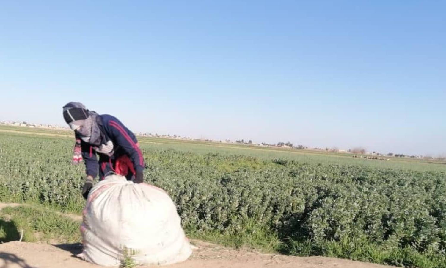 امرأة تعمل في أرض زراعية 16 تشرين الأول 2023 (عنب بلدي)