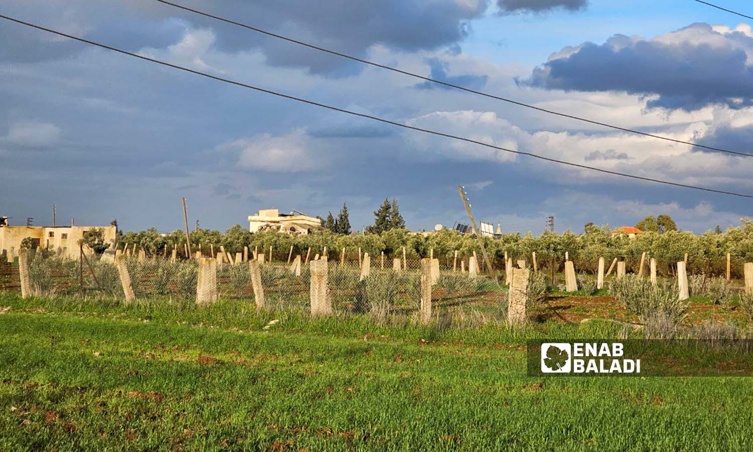 مزارع العنب في بلدة تل شهاب غربي مدينة درعا - 15 كانون الثاني 2024 (عنب بلدي- سارة الأحمد)