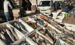 سوق السمك في مدينة كفرتخاريم بريف إدلب الشمالي – 6 من كانون الثاني 2024 (عنب بلدي/ شمس الدين مطعون)
