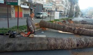 قطع أشجار النخيل في مدينة جبلة بالساحل السوري- كانون الثاني 2023 (الإعلام الزراعي في سوريا/ فيس بوك)
