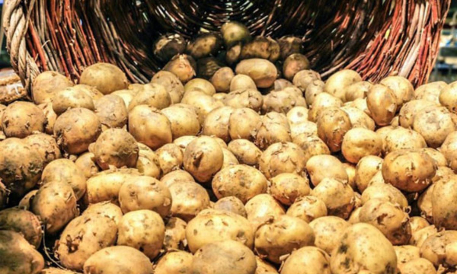 ارتفاع أسعار بذور البطاطا المستوردة أربعة أضعاف