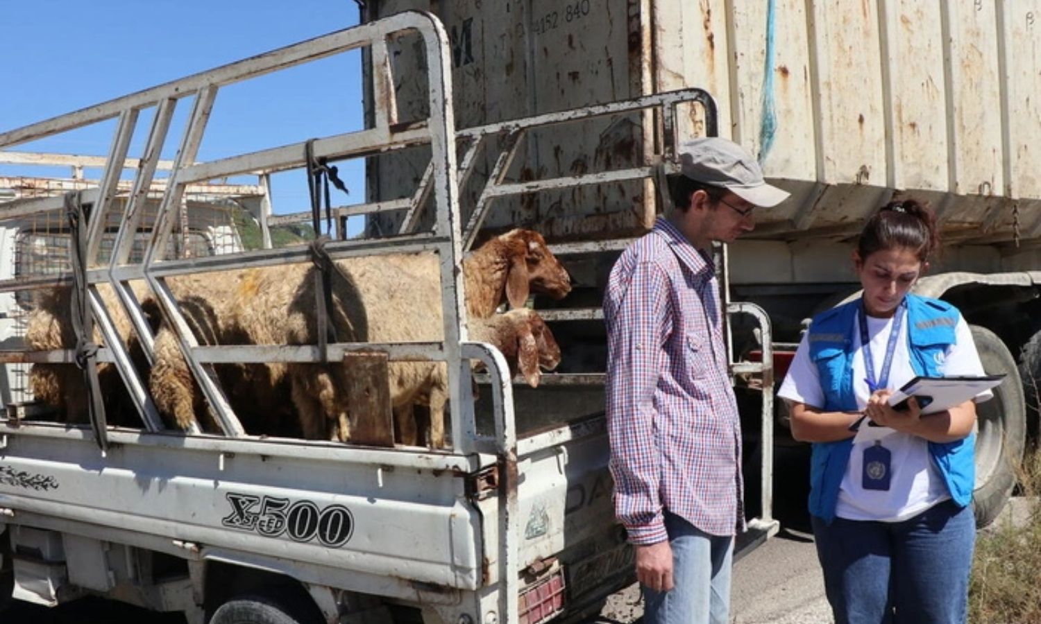 المفوضية السامية لشرون اللاجئين تقدم مجموعات من الماشية لمواطن سوري في بيت والي بريف اللاذقية (UNHCR/ عماد كباس)