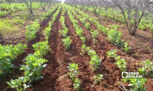 محصول الفول في ريف درعا - 6 من شباط 2024 (عنب بلدي /حليم محمد)
