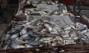 إقبال على شراء السمك لانخفاض سعره مقارنة باللحوم في رأس العين - 15 من شباط 2024 (عنب بلدي)
