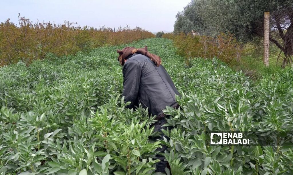 مزارع يتفقد محصول الفول من الأمراض في بساتين مدينة طفس بريف درعا الغربي - 29 من آذار 2024 (عنب بلدي/ حليم محمد)