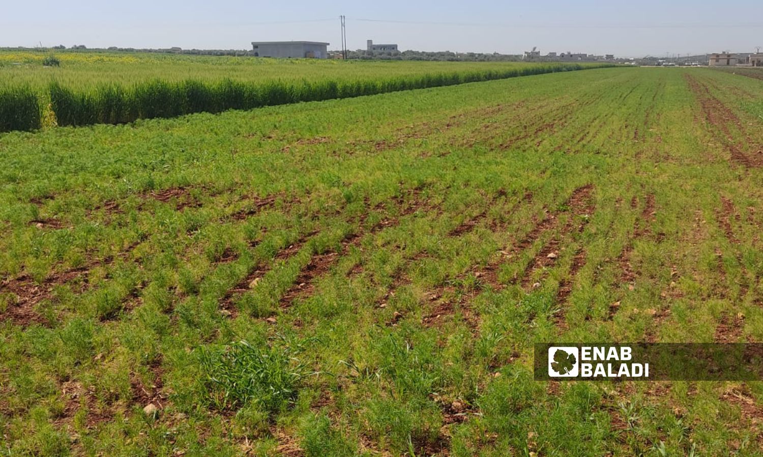 يتوجه الفلاحون في إدلب لزراعة الكمون أملًا بتحقيق مردود مالي أكثر من زراعة القمح - آذار 2024 (عنب بلدي)
