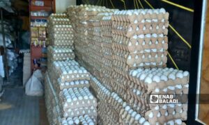 متجر لتوزيع البيض في مدينة طفس في ريف درعا الغربي 29نيسان 2024
(عنب بلدي/حليم محمد)