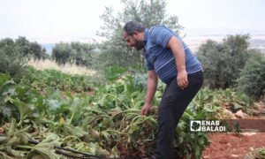 محاصيل متضررة إثر هطولات مطرية في الشمال السوري - 2 من أيار 2024 (عنب بلدي/ إياد عبد الجواد)